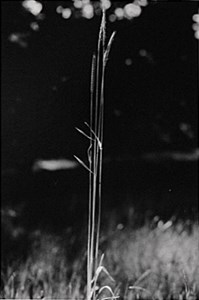 Image description is not available for 1996.061